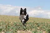 BORDER COLLIE 073